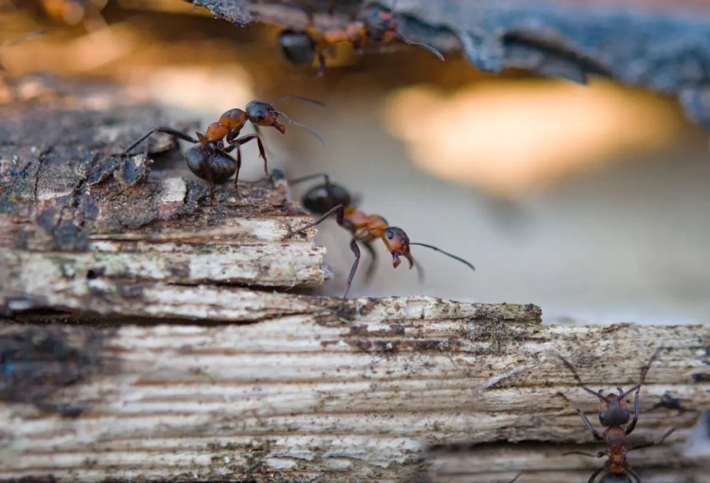 Las hormigas carpinteras cuentan con “cirujanas” que amputan las extremidades heridas