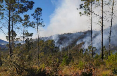 Prisión preventiva para dos hombres por deforestación en el Parque Nacional Valle Nuevo