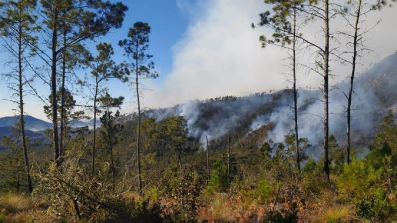 Prisión preventiva para dos hombres por deforestación en el Parque Nacional Valle Nuevo