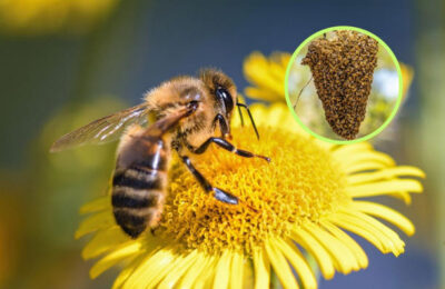 ¿Qué significa soñar con abejas?