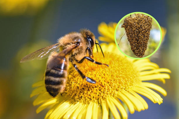 ¿Qué significa soñar con abejas?