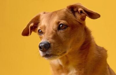 ¿De dónde viene el color canela de los perros? La genética detrás de uno de los pelajes más llamativos
