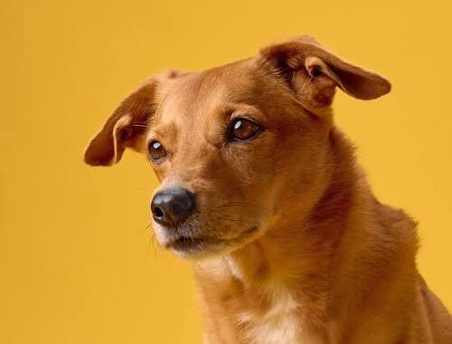 ¿De dónde viene el color canela de los perros? La genética detrás de uno de los pelajes más llamativos