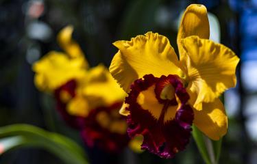 Jardín Botánico celebra a la naturaleza en Festival Nacional de Plantas y Flores