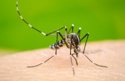 Florida registra mayor brote de dengue en EEUU en más de una década