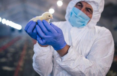 Reportan la primera muerte en un humano por el virus Shamonda