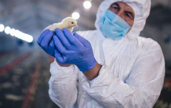 Reportan la primera muerte en un humano por el virus Shamonda