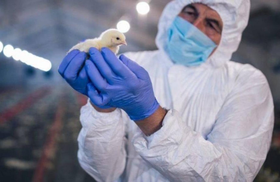 Reportan la primera muerte en un humano por el virus Shamonda