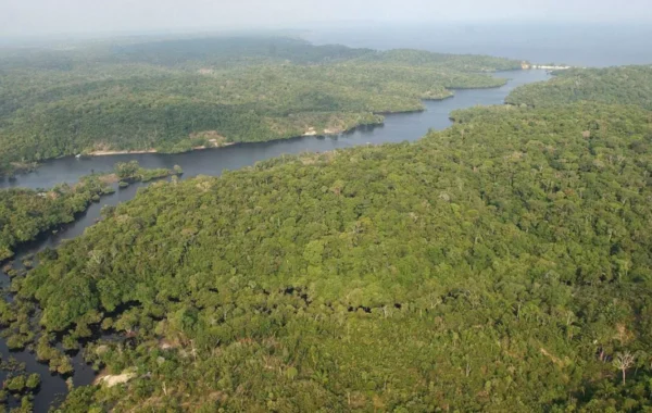 Animales rescatados y 233 detenidos en operación contra delitos ambientales en América Latina