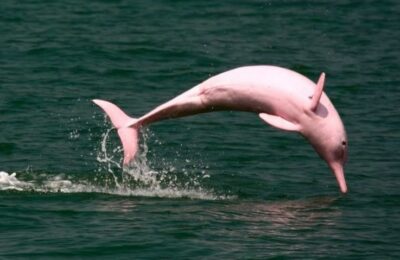 Como si fuese sacado de un cuento de hadas ¡Un delfín rosado sorprende en las costas de Omán!