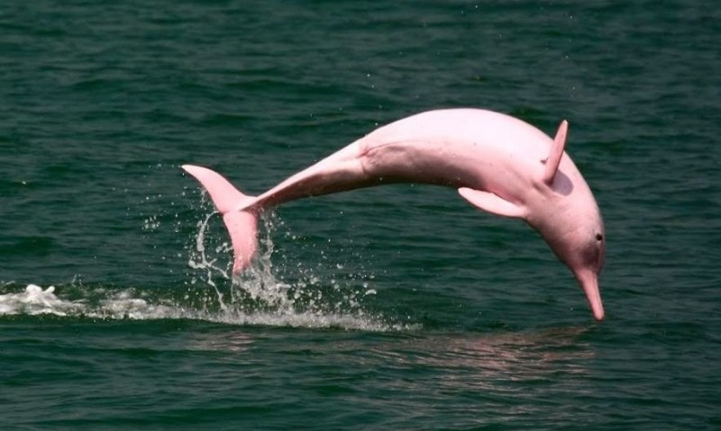 Como si fuese sacado de un cuento de hadas ¡Un delfín rosado sorprende en las costas de Omán!