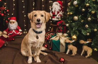 ¿Cómo cuidar a tus perros en Navidad y mantener su pelaje saludable?