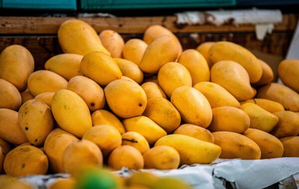 Agricultura informa reanudación de exportaciones de mangos a EE.UU. será a partir del 2027