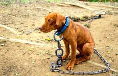 Vecinos presencian maltrato animal en San Salvador