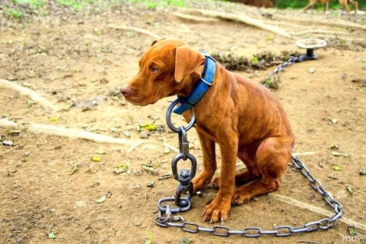 Vecinos presencian maltrato animal en San Salvador